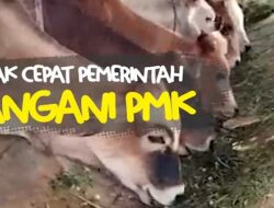 Gerak Cepat Pemerintah Tangani PMK