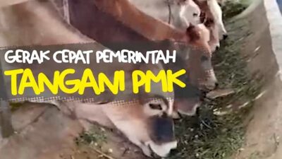 Gerak Cepat Pemerintah Tangani PMK