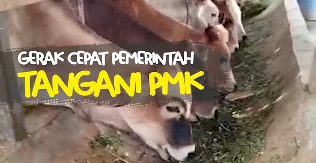 Gerak Cepat Pemerintah Tangani PMK