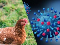 Pemdaprov Jabar Lakukan Tujuh Langkah Pencegahan Flu Burung