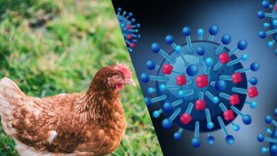 Pemdaprov Jabar Lakukan Tujuh Langkah Pencegahan Flu Burung