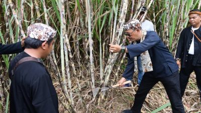 Wabup Indramayu Syaefudin Panen Tebu Bareng Petani Mulyasari
