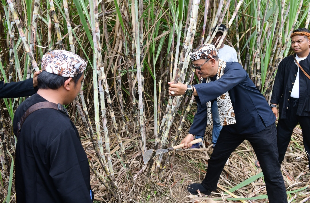 Wabup Indramayu Syaefudin Panen Tebu Bareng Petani Mulyasari