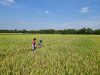 Dukung Peningkatan Hasil Panen di Indramayu, Pertamina EP Turun ke Sawah