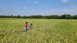 Dukung Peningkatan Hasil Panen di Indramayu, Pertamina EP Turun ke Sawah