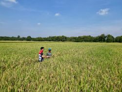 Dukung Peningkatan Hasil Panen di Indramayu, Pertamina EP Turun ke Sawah